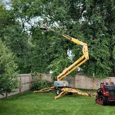 Best Lawn Edging  in Amityville, NY