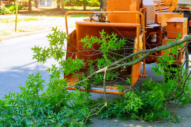 Professional Tree Services in Amityville, NY