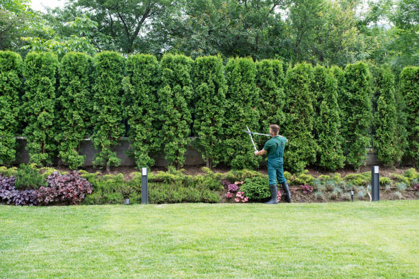 Best Lawn Maintenance Plans  in Amityville, NY