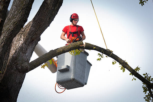 Best Tree Maintenance Programs  in Amityville, NY