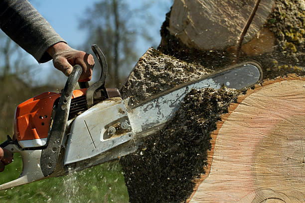 How Our Tree Care Process Works  in  Amityville, NY