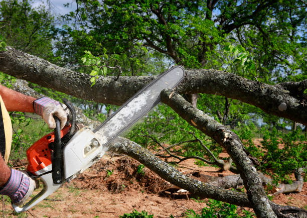  Amityville, NY Tree Services Pros